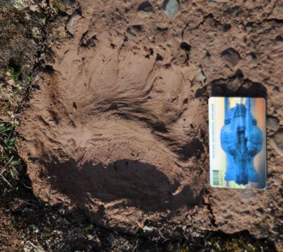 Recent paw print of Polar Bear