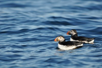 Pretty pair of Puffins
