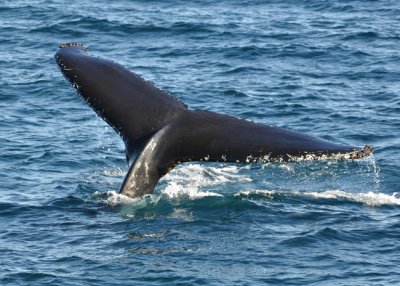 Humpback on way down