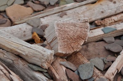 Driftwood on every beach