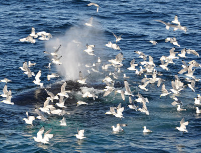 Gulls feeding off Humpback