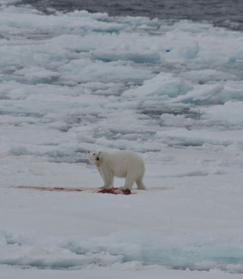 Ringed seal for dinner