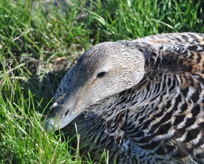 Eider sitting on nest