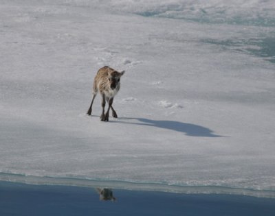 Lost young reindeer