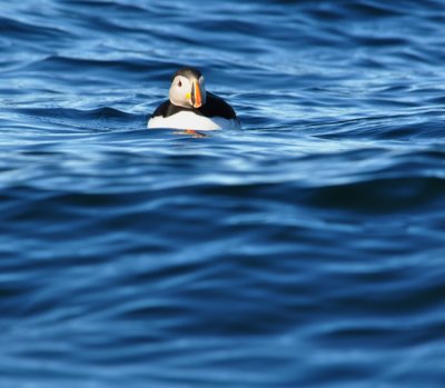 Puffin riding the crests