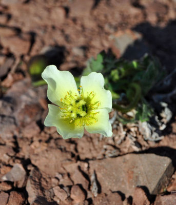 The rare Svalbard Poppy