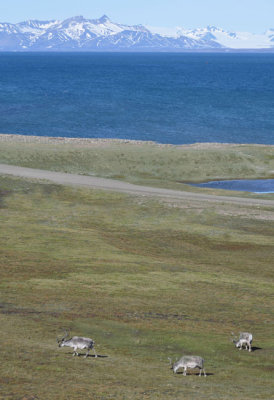 Small herd of Reindeer