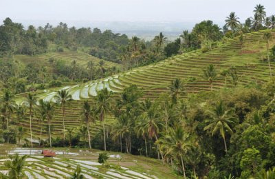 Rice terraces unique to Bali