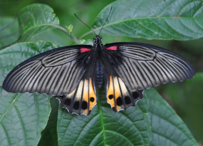 Beautiful Bali butterfly