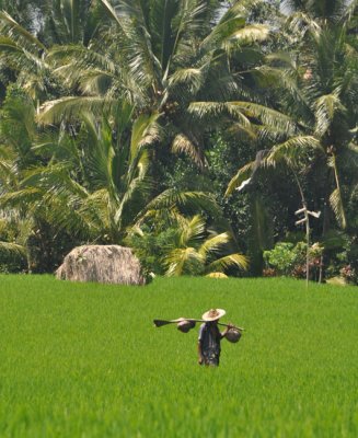 Coconut farmer harvesting