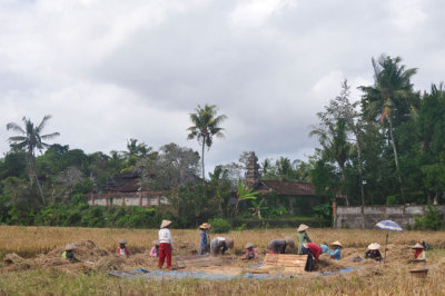 Rice harvesting the traditional way