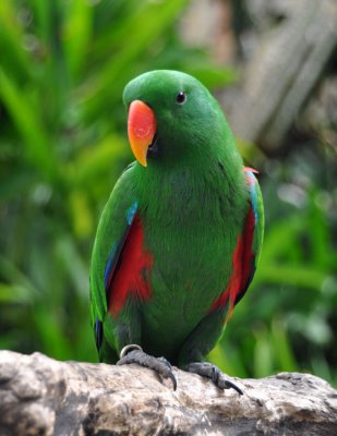 The prettiest parrot