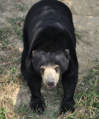 Sun Bears of Indonesia