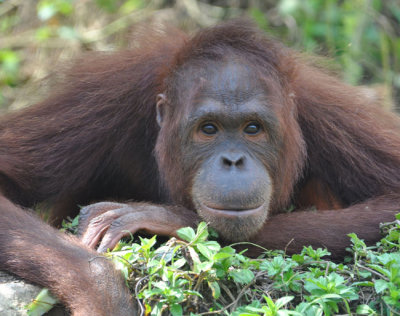Orangutans of Indonesia