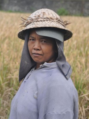 Rice harvester nr Denpasar