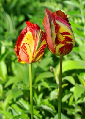 Swirls of color