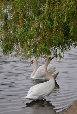 Willow for breakfast