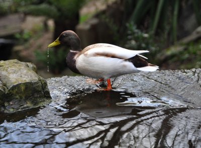 Mallard on the rocks