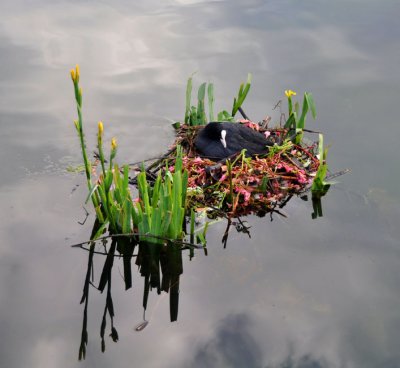 Mother Coot sitting patiently