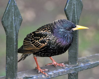 Hyper starling