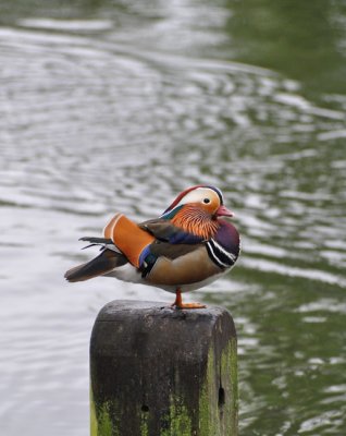 Mandarin magic