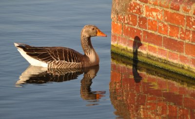 Double reflection