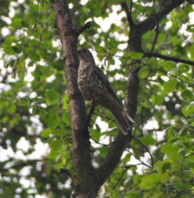 Well disguised Song Thrush