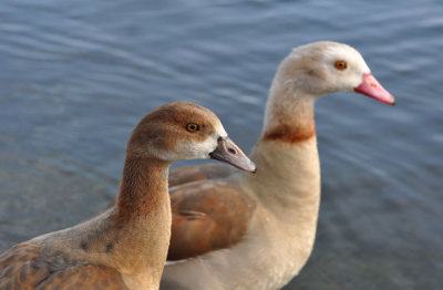 Wildlife of Hyde Park