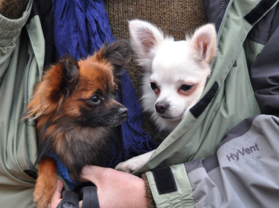 Taking dogs for walk