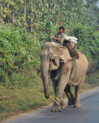 Increasingly rare sight in Laos