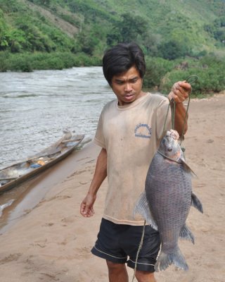 Fresh Carp from the Nam Ou