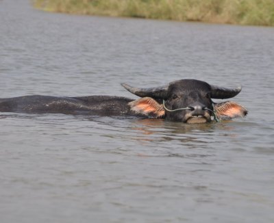 Regular Mekong swimmer