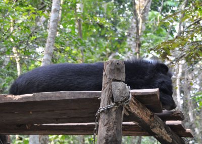 Sun Bear at Ta Kuang Si sanctuary