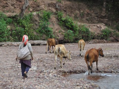 Cow herding nr Luang Nantha