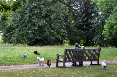 Five dog man