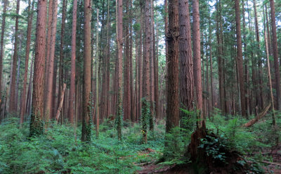 Young forest at Pacific Spirit Park