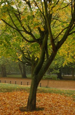 Autumn shades