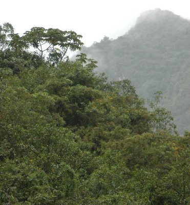Jungle covering Machu Picchu