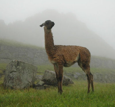 Llama in the rain