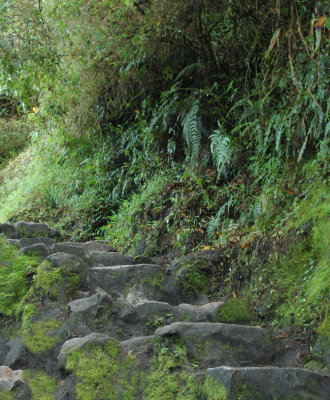 Steps up Wayna Picchu