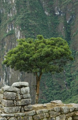 Backdrop of Wayna Picchu