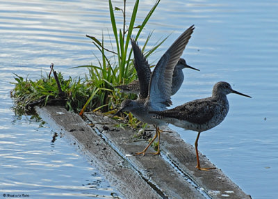 20080829 012 Greater Yellowlegs.jpg