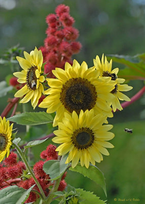 20080916 078 Sunflowers.jpg