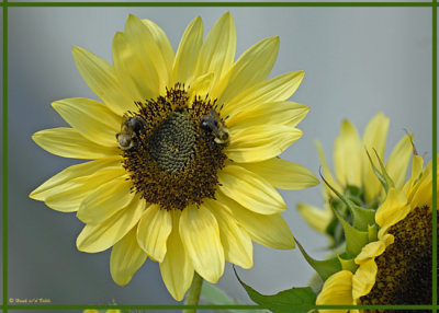 20080916 121 Sunflower.jpg