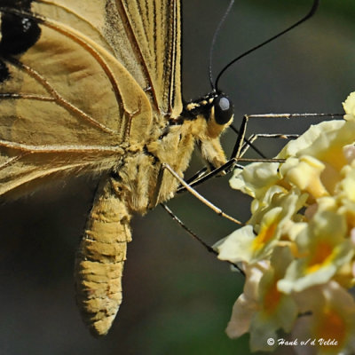 20081009 044 Giant Swallowtail Butterfly.jpg