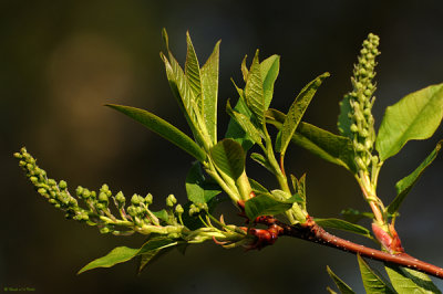 20080427 007 Flower buds &  leaves.jpg