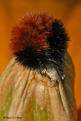 20081012 019 Caterpillar,  Banded Woolly Bear.jpg