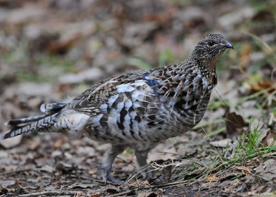 20081107 812 Ruffed Grouse.jpg