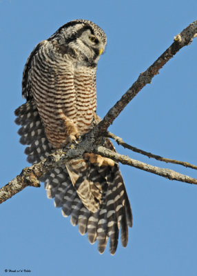 20081208 217 Northern Hawk Owl.jpg
