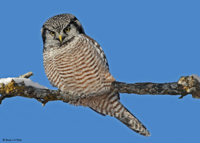 20081208 436 Northern Hawk Owl SERIES.jpg